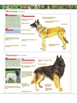 Собаки.Большая иллюстрированная энциклопедия