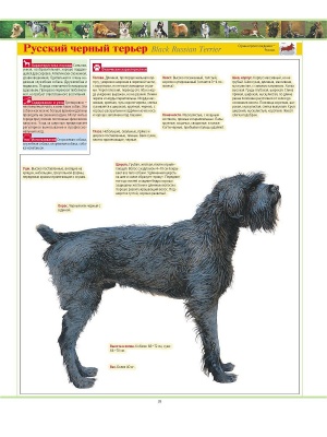 Собаки.Большая иллюстрированная энциклопедия